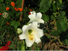 � ��������.JPG