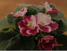 ������������ ����-�������