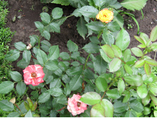 ����������� ���� Sunmaid / ������ ���������