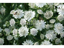 ��������� ���� ���� 150�.jpg