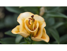 ����� ������� �����