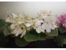 ��-�������� ���������.jpg