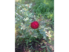 ���� ������� ��� (Munstead Wood) / ������.JPG