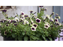 ������� Cascadias Rim Magenta