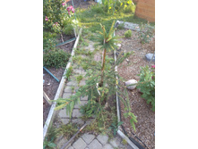 ��� ������������ �������� (Acrocona)