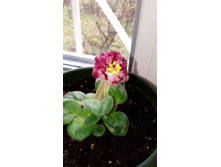 ������ �����