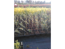 IMG 20180606 181113.jpg