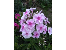 IMG 20180721 194511.jpg