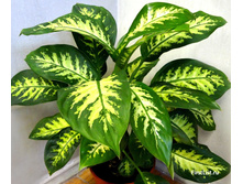 ����������� ������ ����