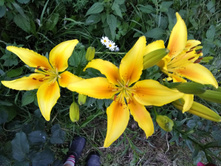 IMG 20180721 201245.jpg