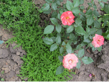 ����������� ���� Sunmaid / ������ ���������