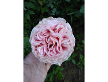 ������� �����