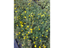 IMG 20180606 181128.jpg