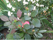 ���� ��������� / ������ ���������.JPG