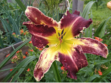 ��� ����� ���.jpg