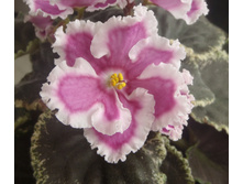 ���-�������� �.jpg