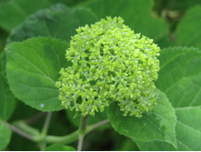 ��������� �����������.JPG