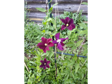 ���������� ����