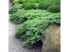 ������������ �������� Rockery Gem �2 420�