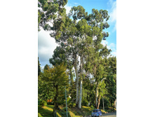 �����, ����������