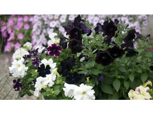 Crazytunia Black Mamba