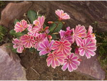 �������, ��������� ��������