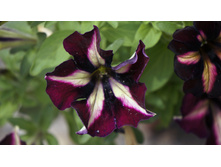 ������� Crazytunia Pulse