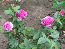 �����/���� ���� Heidi Klum / ������ ���������.JPG