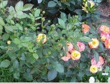 ����������� ���� Sunmaid / ������ ���������