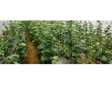 ��������� ����� ������� ��� ������� ���. ����