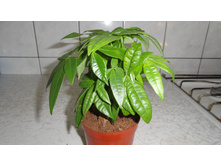 ������ ��������- ����� ������ .. ��� ����� � ����� ������ ..