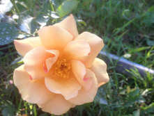 Belle Epoque / ��������� ���������.JPG