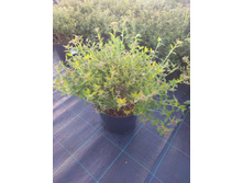 IMG 20180606 181331.jpg