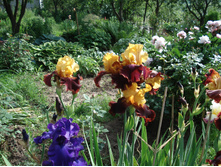Supreme Sultan, 200