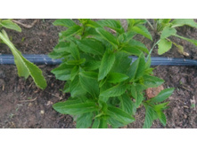 �������(��������)