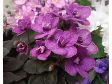 ��-���� �����.jpg