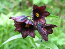 ������ ����������