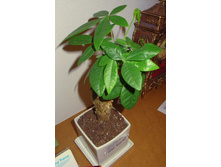 ������ ��������