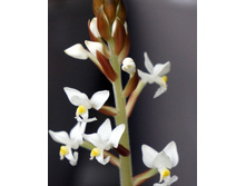 ������� �������