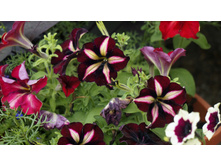 ������� Crazytunia Pulse