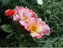 ���� Jazz / ������ ���������.JPG