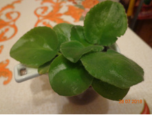 ������ �������(�����)