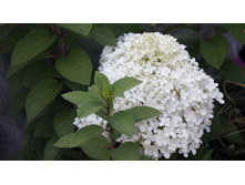 ��������� ��� ����