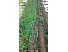 ����� ���.jpg