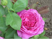 �����/���� ���� Heidi Klum / ������ ���������.JPG