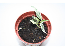 ����� �����