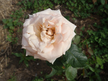 SAM 0538.JPG