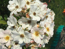 ����� �����