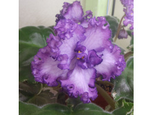 ��-��������� �������.jpg