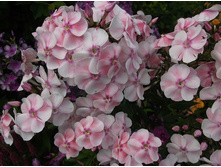 ����� ���������